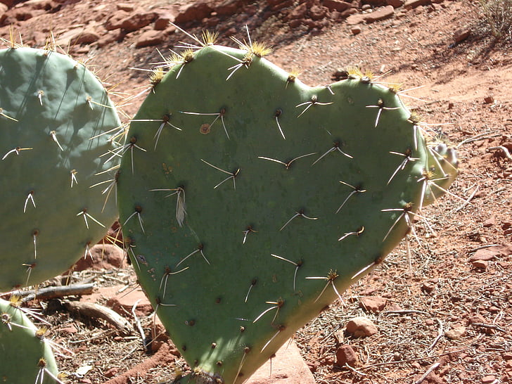 kaktusas, širdies, širdies kaktusas, dykuma, Sedona, Arizona, meilė