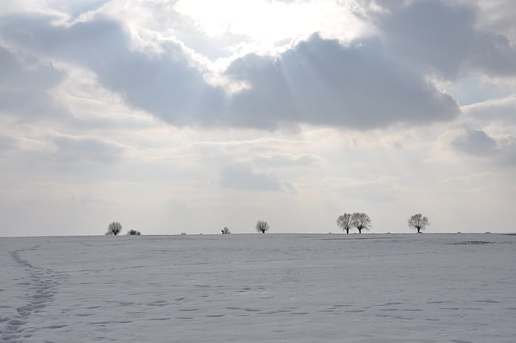winter, snow, frost, field