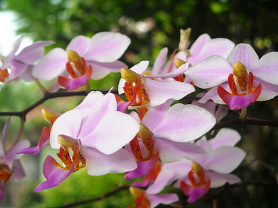 kwiaty, Orchid, różowy