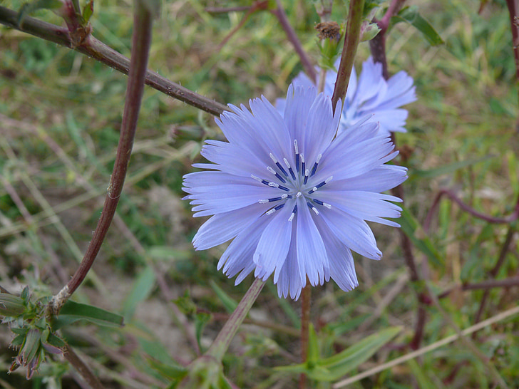 flower, nature, wild flowers, macro