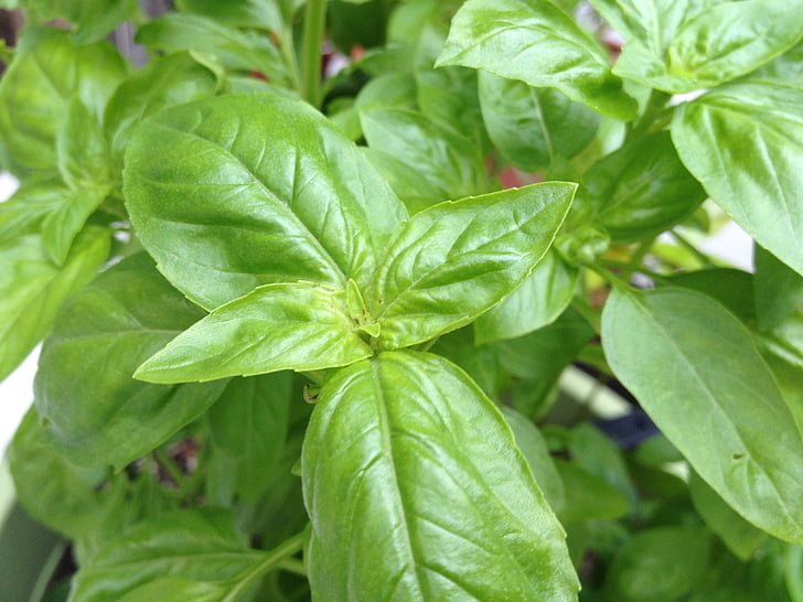 fresh, basil, herb, leaf, freshness, green Color, plant