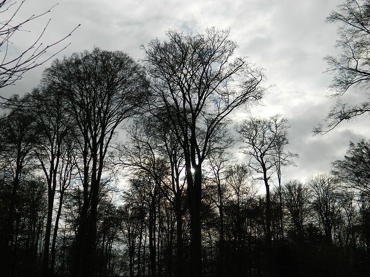 medžiai, Debesuota su pragiedruliais, Saulėlydis, miško