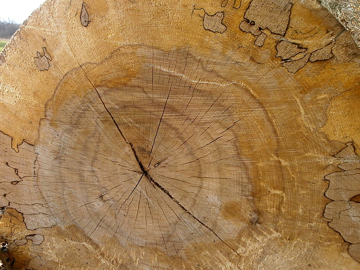 legno, struttura, anelli annuali, marrone, natura