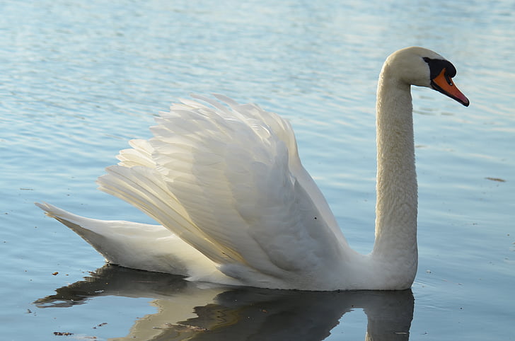 Swan, dammen, vit, djur, naturen, fågel, vatten