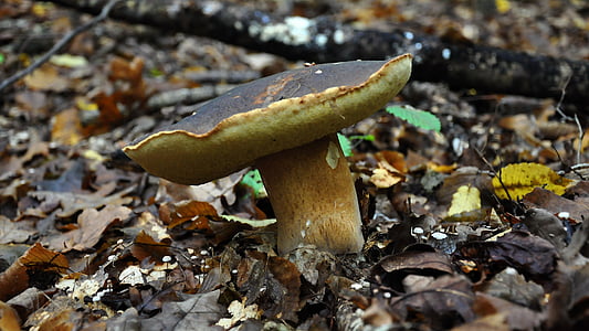 cogumelo, floresta, Outono, cogumelos porcini, natureza, comida, fungo