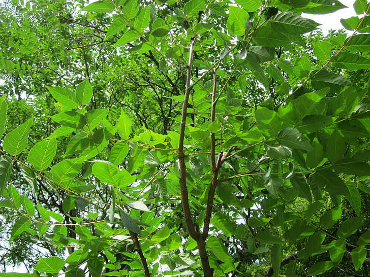 Ailanthus altissima, koka Heaven, Flora, botānika, INVAZĪVA, suga, augu