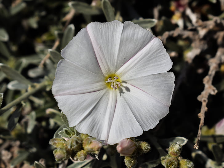 Wildflower, бяло, цвете, природата, Пролет, Блум, венчелистче