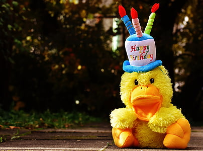 birthday, congratulations, duck, greeting card, joy, luck, happy