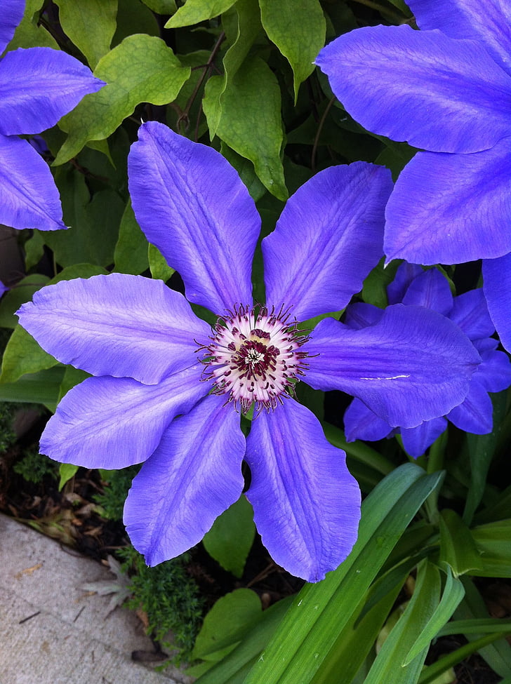 flor morada, Clematis, jardín, púrpura, planta, flor, naturaleza