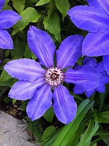 Фиолетовый цветок, Ломонос, Сад, фиолетовый, завод, цветок, Природа