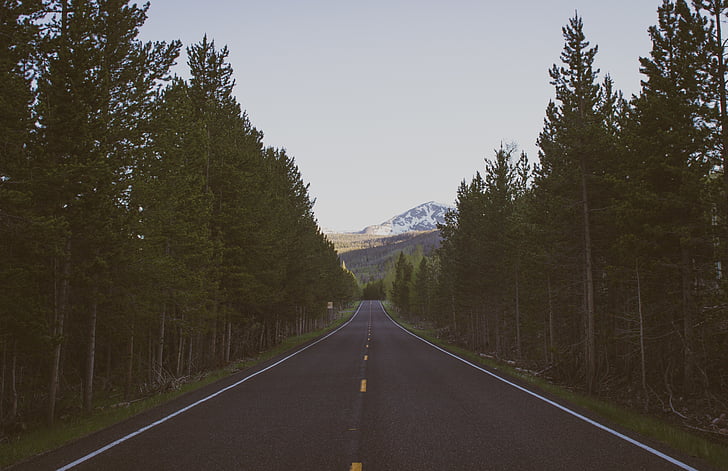 trees, mountain, road trip, nature, landscape, travel, green