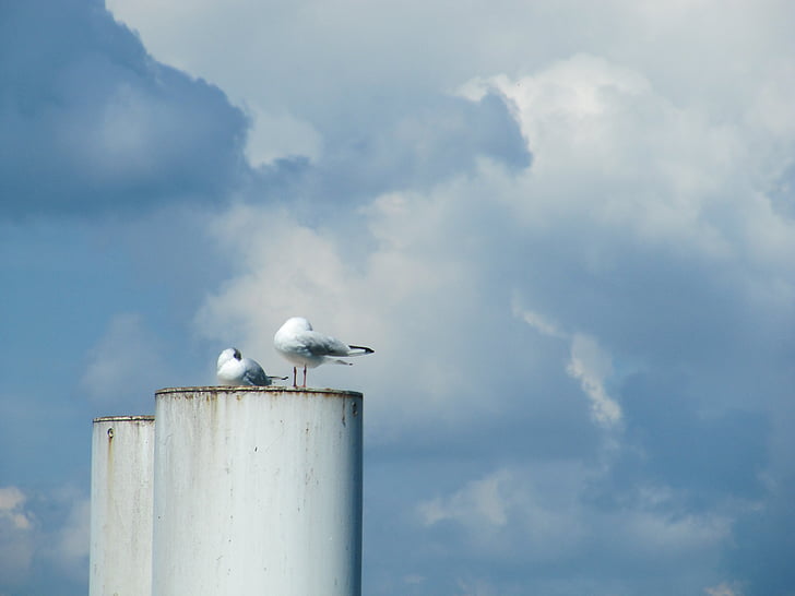 pigeons, cheminée, Lac de constance, nuages, Ferry