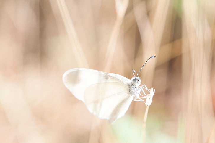 libélula, transparente, sueño lúcido, filigrana, insectos, flora y fauna, macro