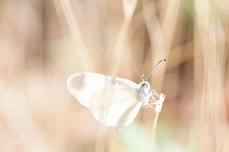 libélula, transparente, sueño lúcido, filigrana, insectos, flora y fauna, macro