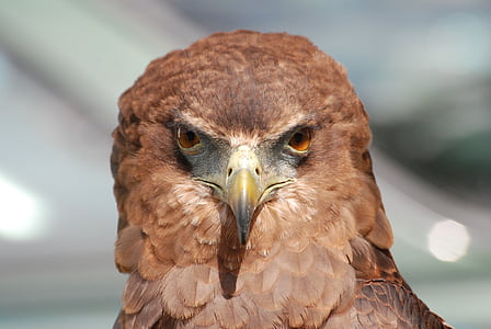 animal, beak, bird, close-up, hawk, macro, plumage