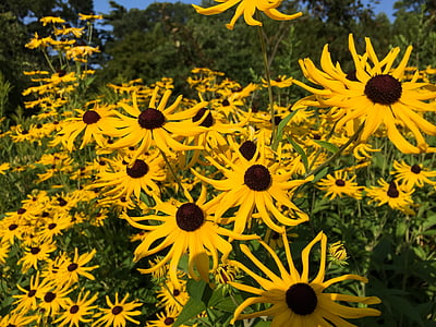 yellow, brown, sunflowers, lot, flowers, garden, nature