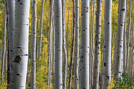 smeđa, drvo, grane, jesen, šuma, krajolik, priroda