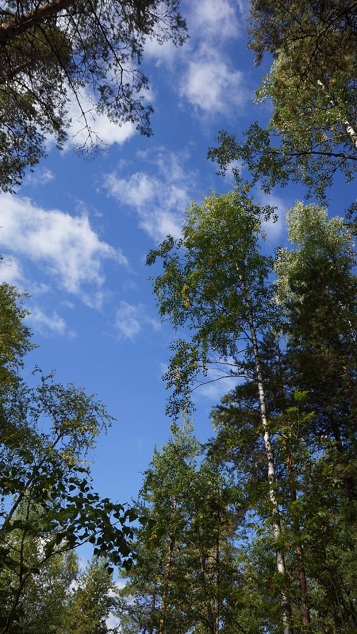 Finlandés, bosque, naturaleza, árboles, cielo