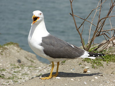 seagull, bird, animals, gulls, animal, creature, sea