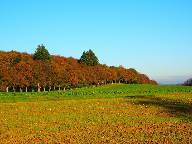 Avenida, árboles, bosque, otoño, Estado de ánimo otoño, campo, arable