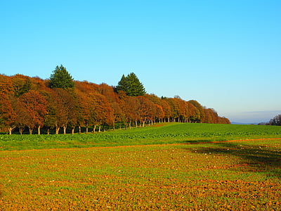 avenue, trees, forest, autumn, autumn mood, field, arable