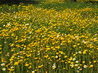 flower meadow, crown anthemideae, glebionis coronarian, composites, asteraceae, mallorca, flowers