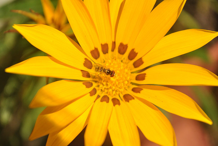 flor, flor amarilla, abeja, plata, macro, amarillo, naturaleza