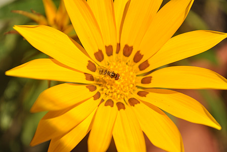 kwiat, Żółty kwiat, Pszczoła, Srebro, makro, żółty, Natura