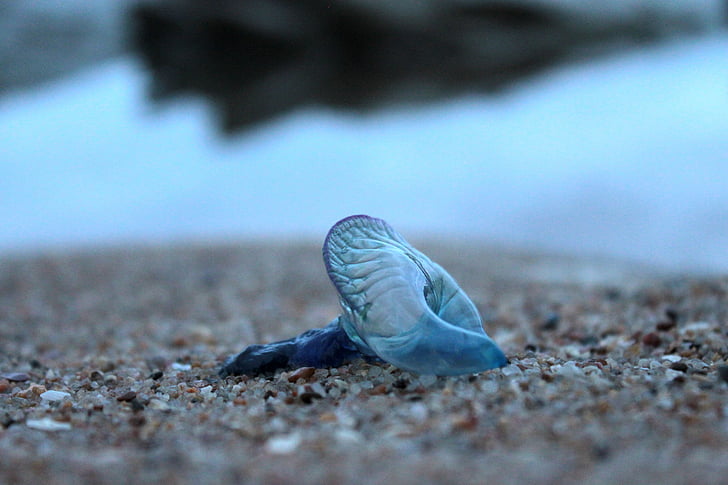 niebieską butelką, meduzy, zwierząt, Natura, bezkręgowców, Plaża