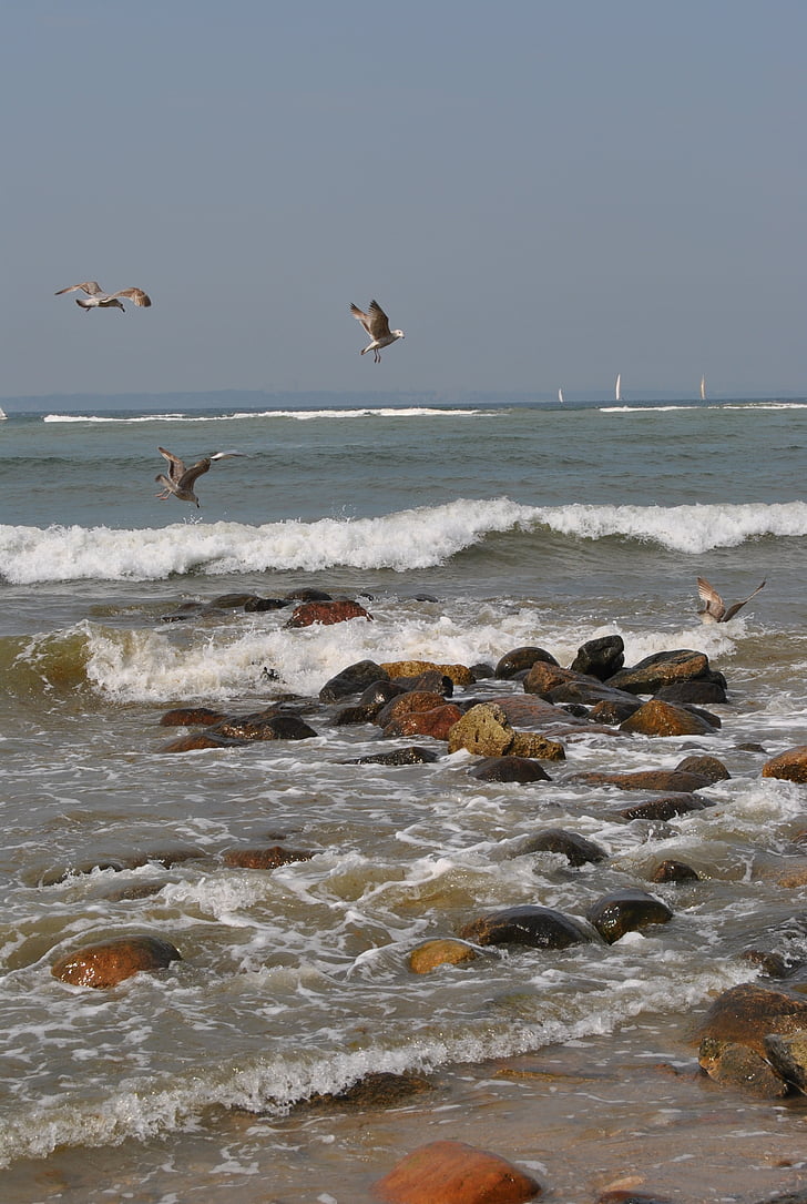sea, beach, seagull, baltic sea, water, coast, nature