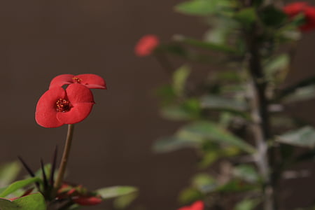 crown of thorns, euphorbia shaft, flower, nature, green, two leaves, red flower