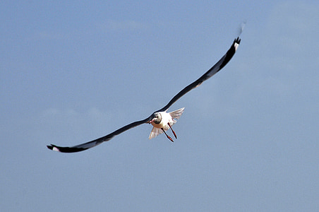 Seagull, vogel, vlucht, vogelvlucht, Sea bird, meeuw, Bretagne