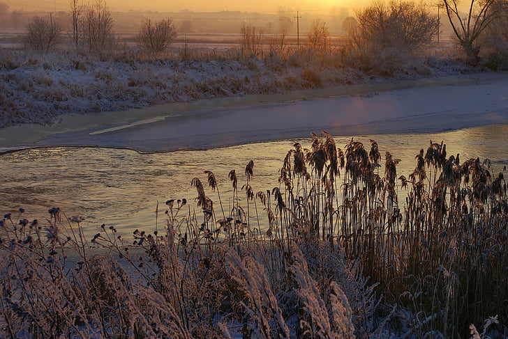 river, cane, winter, winter holidays, water, frost, frozen