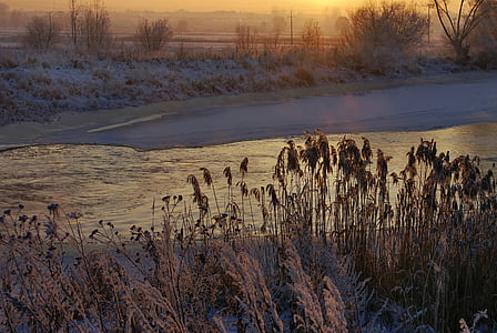 river, cane, winter, winter holidays, water, frost, frozen