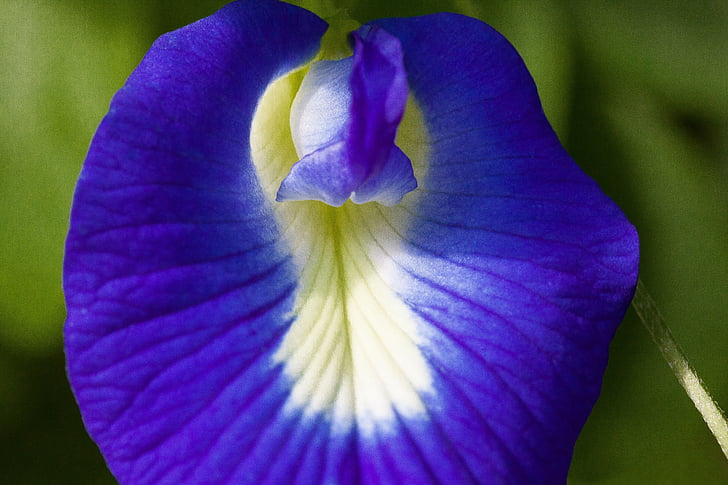 синьо klitorie, Блосъм, Блум, clitoria ternatea, Fabaceae, faboideae, Вайълет