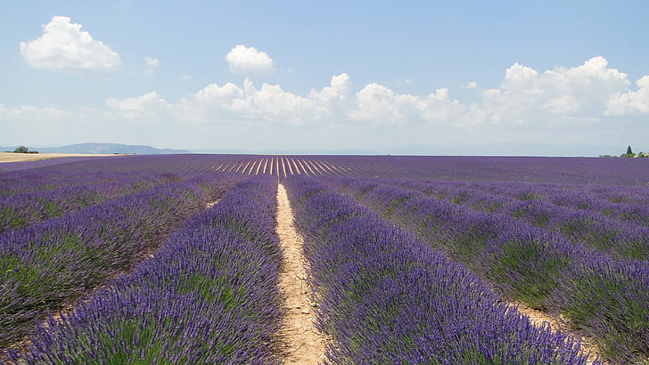 lavende, fleurs, lavande, Valensole, domaine, Purple, Agriculture