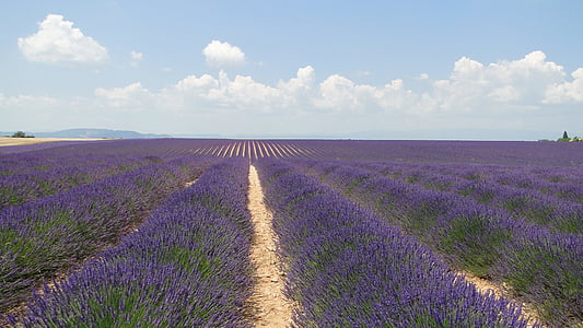 lavende, flowers, lavender, valensole, field, purple, agriculture