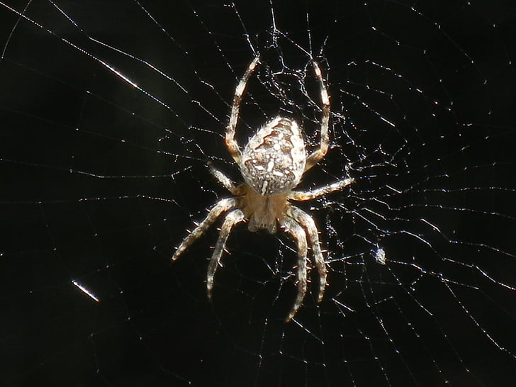 spider, cobweb, insect, nature
