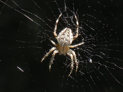 edderkop, spindelvæv, insekt, natur