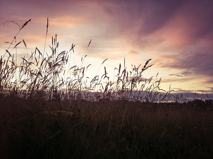 field, sunset, summer, silhouette, nature, grass, outdoors