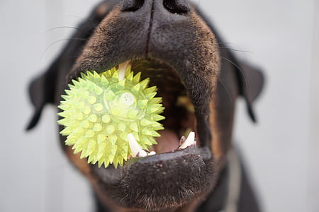 šuo, Rotveileris, vaikams, kamuolys, closeup, dantys, žaislas