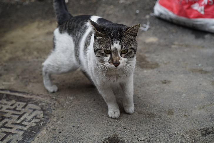 cat, street cat, gilnyangyi, stare, meeting