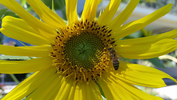 flor, abella, planta, gira-sol, insecte