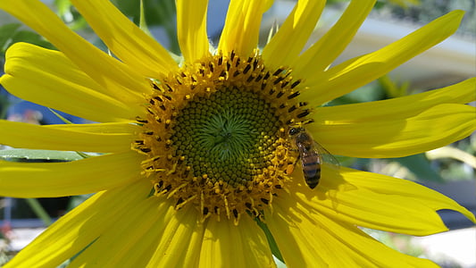 flor, abelha, planta, girassol, inseto
