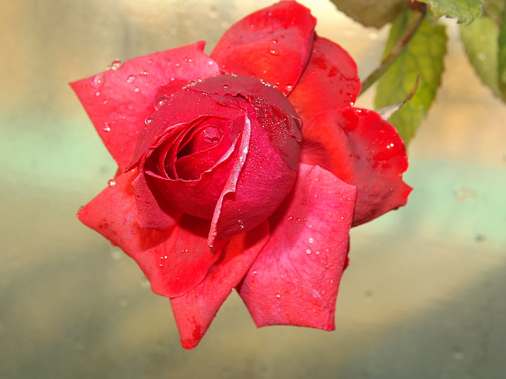 color de rosa, rojo, Rocío, flor, pétalos de, gotas, agua