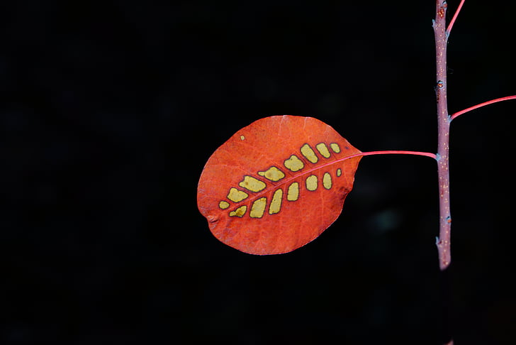 leaf, wig brush, autumn leaf, leaves, fall foliage, red, pattern