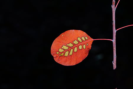 лист, парик кисти, Осенний лист, листья, Осенью листва, красный, шаблон