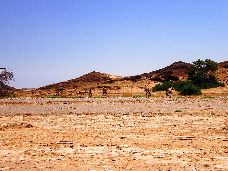 Oryx, Tổng đàn, sa mạc, bóng râm, cây, nơi trú ẩn, nhiệt