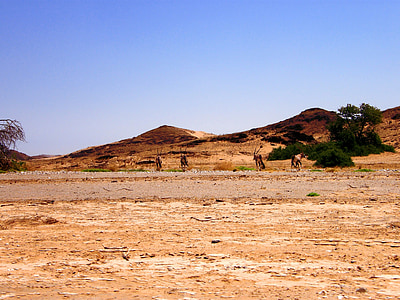 Oryx, rebaño, desierto, cortina, árbol, refugio, calor