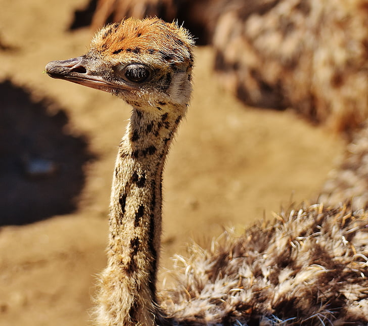 bouquet, young animal, ostrich farm, cute, funny, animal, wildlife photography